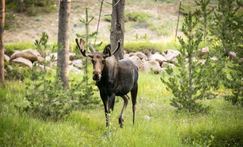 Bobbie Shearman Photography