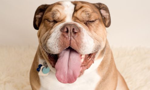 Valerie Rollin Photography