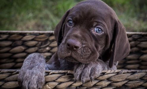 Robin Hitchcock Photography 110 Francis St, Gloversville New York 12078