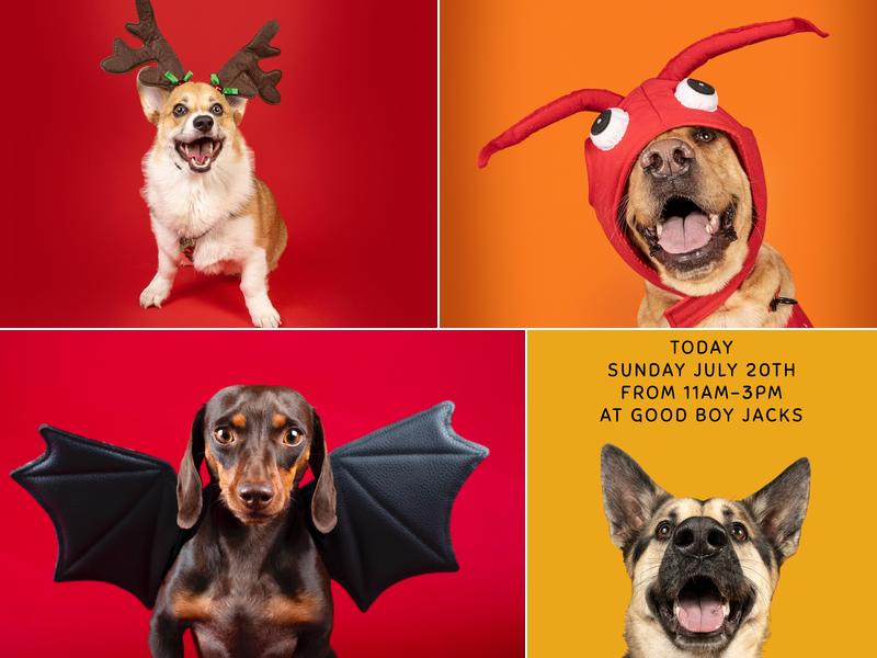 Denver Pet Pics - Pet and Animal Photographer