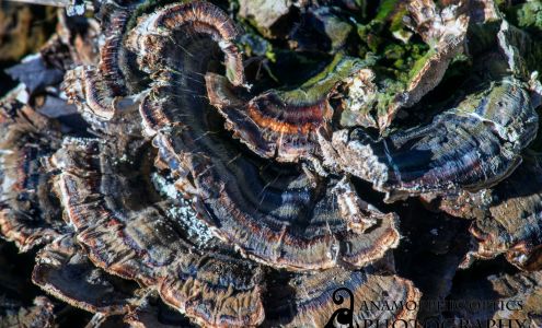 Anamorphic Optics Photography