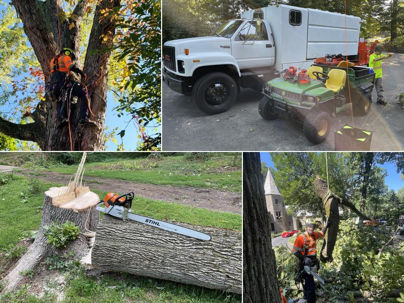 Tree Lion Tree Services LLC