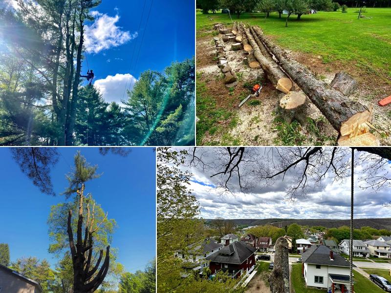 TreeClaim Tree Service