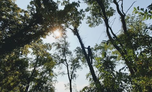 Dunlap's Tree Service