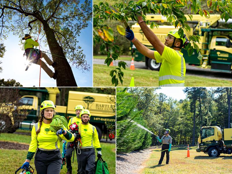 Bartlett Tree Experts