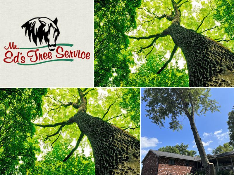 Eds Tree Service