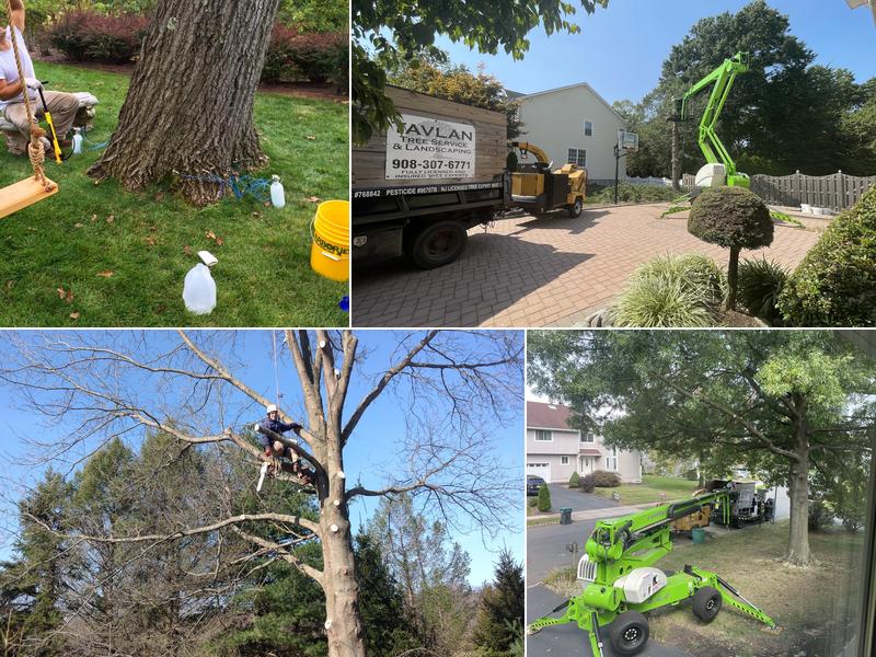 Tavlan Tree Service and Landscaping
