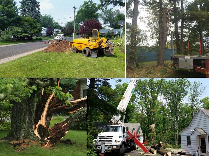 Powell Property Maintenance & Tree Service