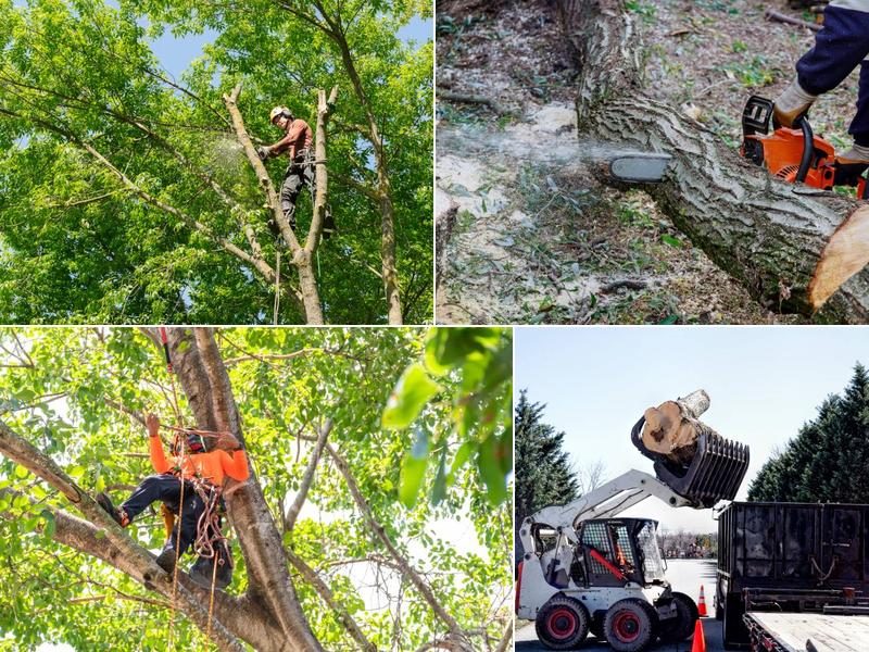 Pittsburgh Tree Trimming & Removal Service