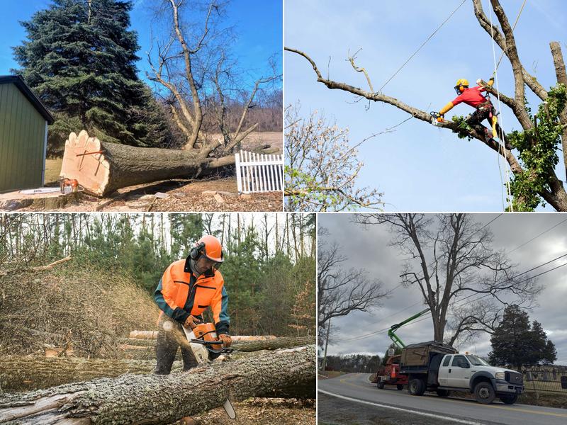 Timber & Beyond Tree Service