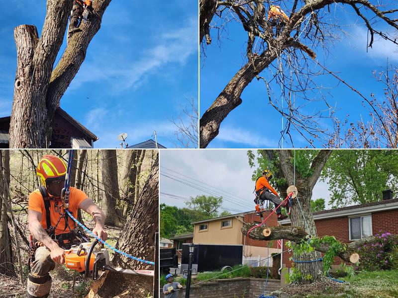 Royal Oak Tree Services