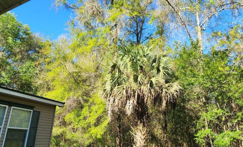 Northeast Florida Tree Surgeons LLC.