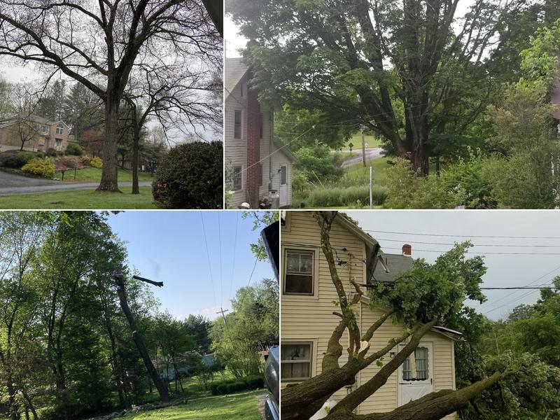 Widmer's Tree Service