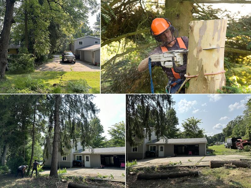 Best Price Tree Service