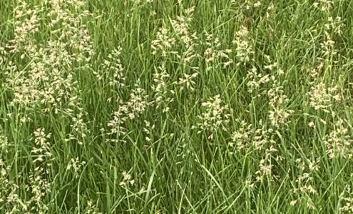 A&M Lawn Care and Landscaping 13455 Beaver Springfield Rd, New Springfield Ohio 44443