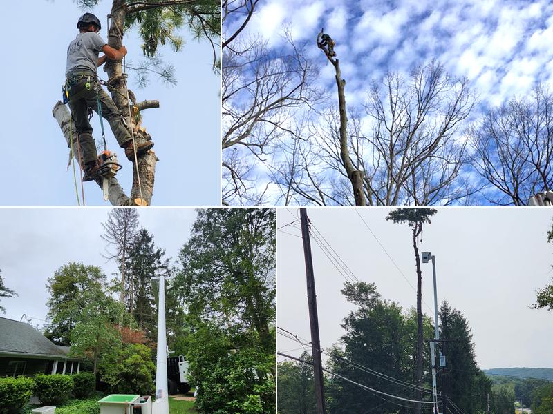 Davis Tree Care
