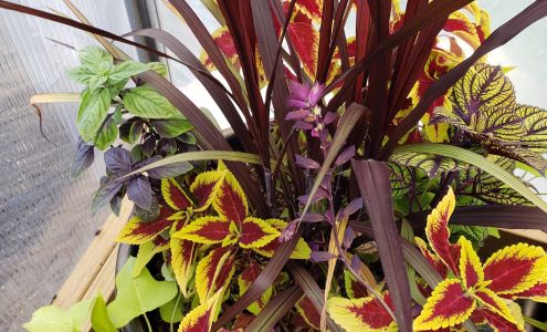 Silver Maple Nursery, LLC