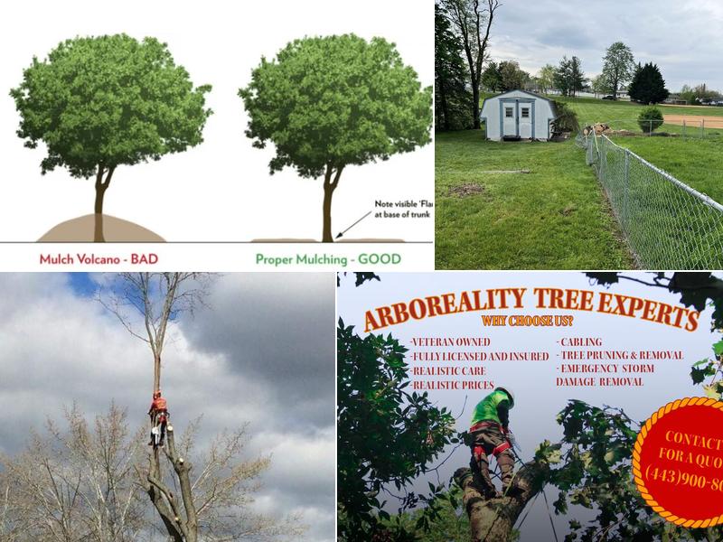Arboreality Tree Experts
