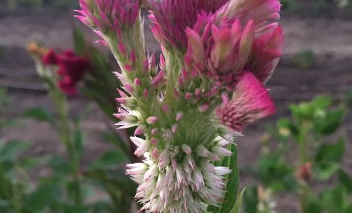 Wynnie's Flower Farm