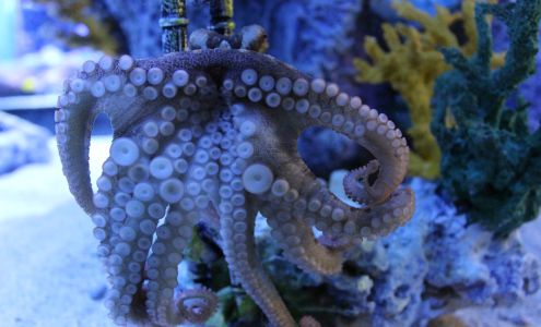 Blue Zoo Aquarium Spokane