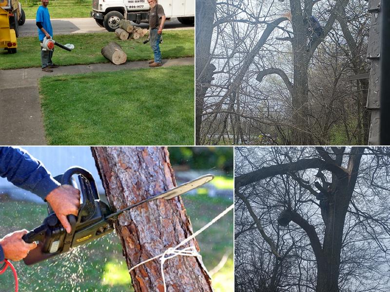 Eddie's Tree Services