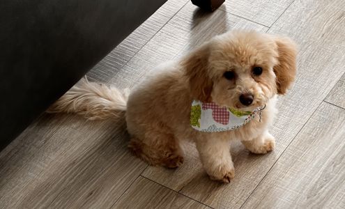 Shanti Canine Spa Village of Lakewood