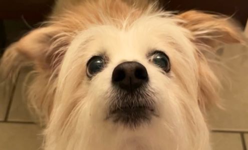 Little White Dog Co.