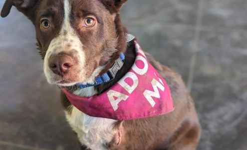 CARE for Animals Inc.