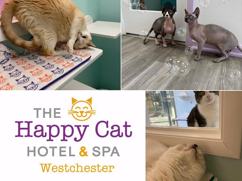 Happy Cat Hotel & Spa Westchester