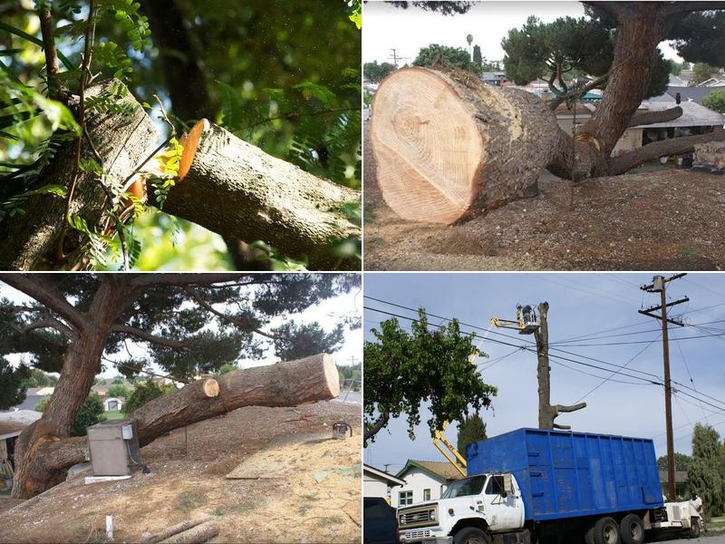 Walker's Tree Services