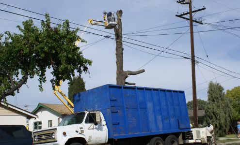 Walker's Tree Services