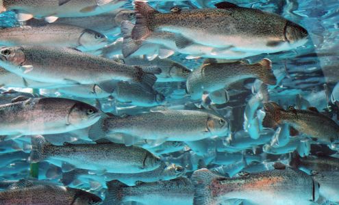 Clausen Museum Petersburg