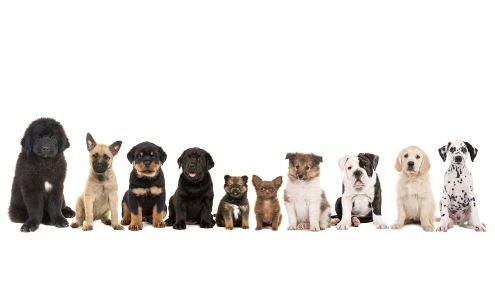 Palm Desert Web Designers