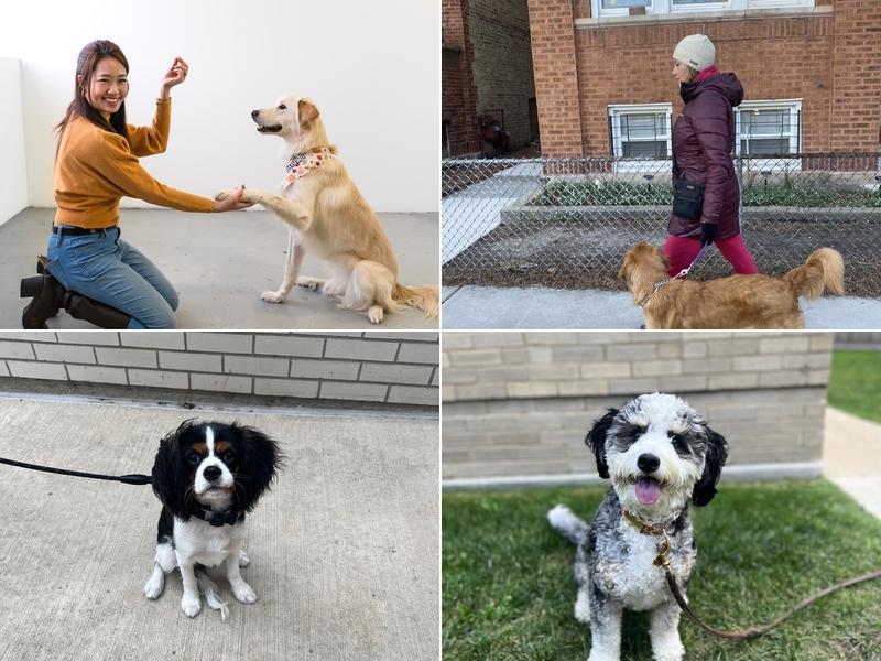 Back To Basics Dog Training