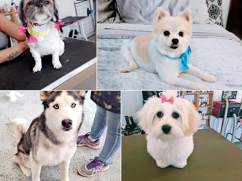 Pawz in Style Grooming