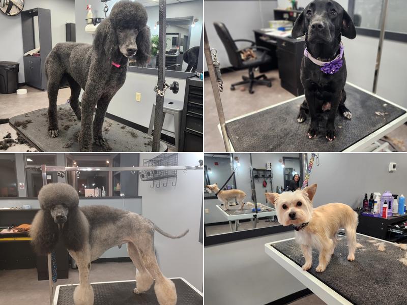 Unleashed Grooming Company