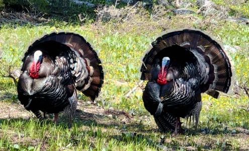 Great Basin National Park Baker