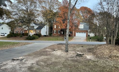 Carson Tree Company Greenville