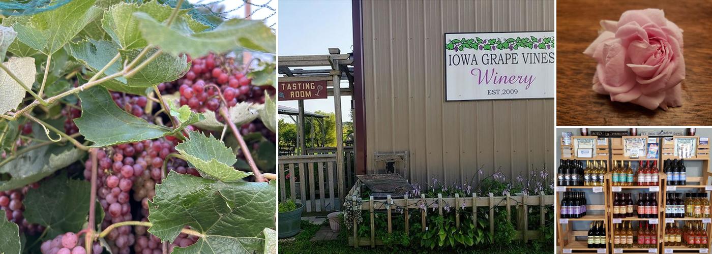 Iowa Grape Vines Winery