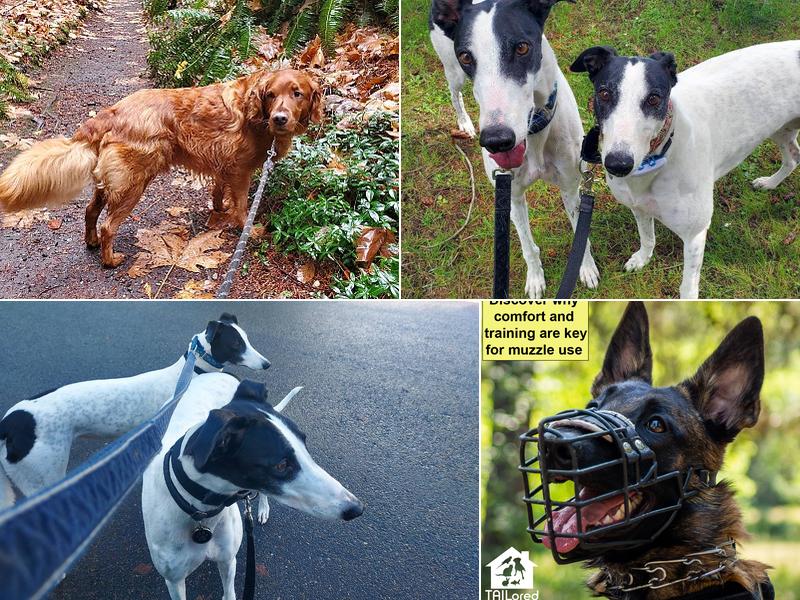 TAILored Pet Services LLC