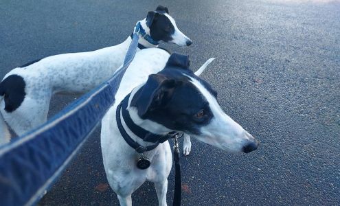 TAILored Pet Services LLC