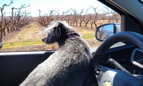 C & R Farms-Palisade Peaches Palisade