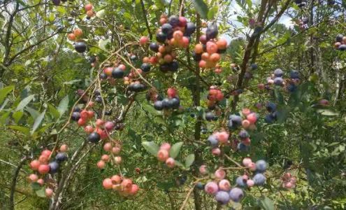 Blueberry Havens Camp Hill