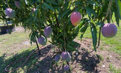 Bills Tropical Fruit Trees