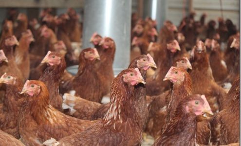 Chick Inn Farm Flat Rock