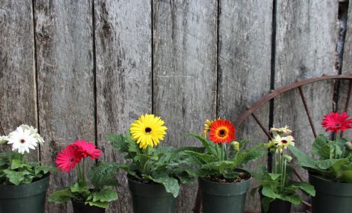 Weaver's Country Gardens Flat Rock