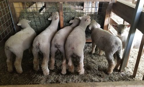 Stafford Hill Farm Charlton