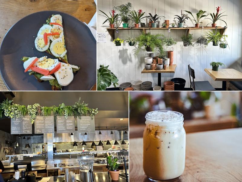 Curiouser Coffee and Conservatory