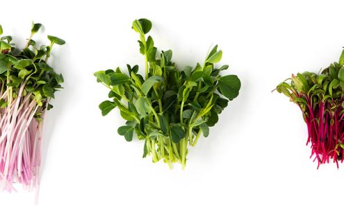 Sprout Culture Microgreens