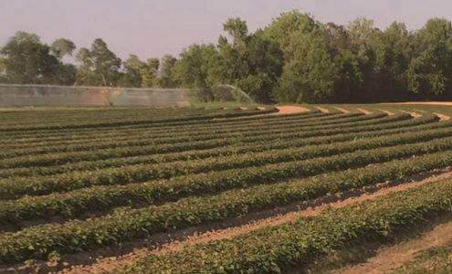 Battleboro Produce, Inc.